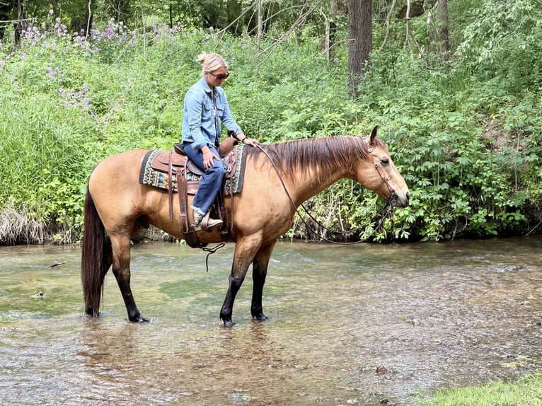 American Quarter Horse Wallach 14 Jahre Buckskin in Cannon Falls