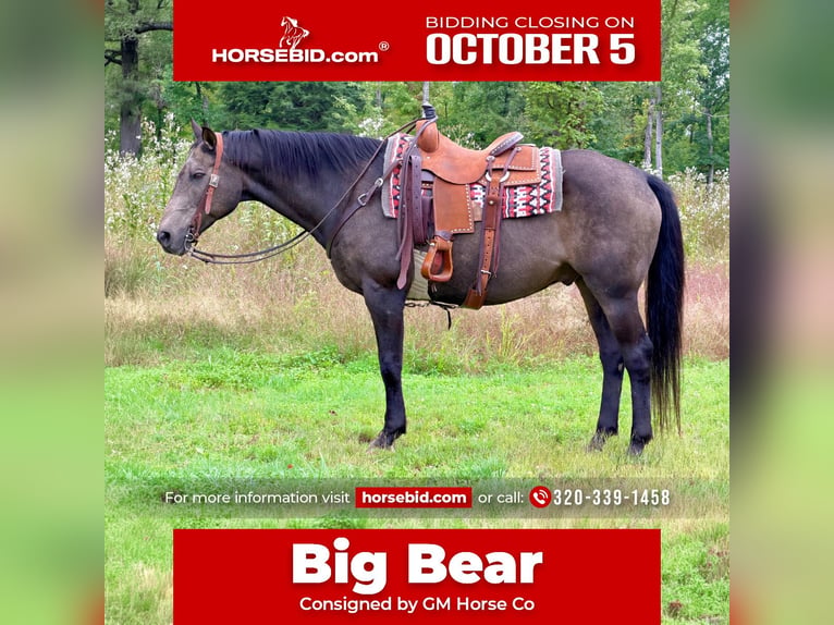 American Quarter Horse Wallach 14 Jahre Buckskin in Cannon Falls