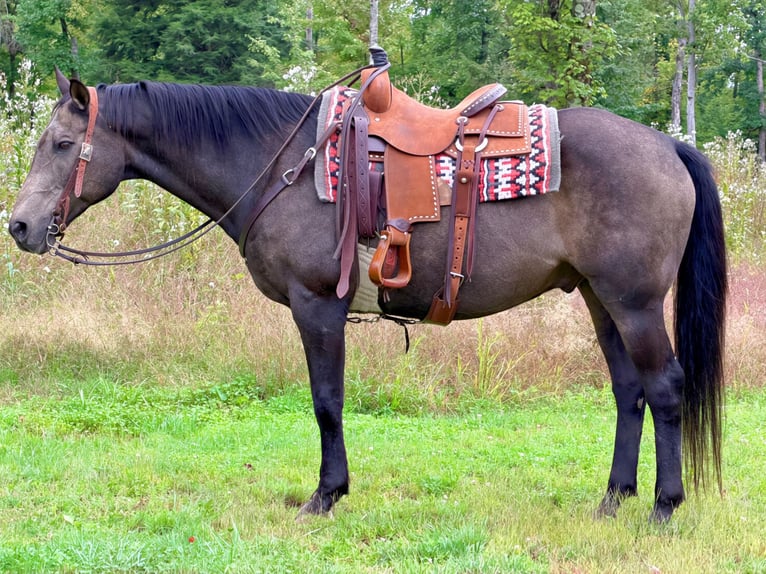 American Quarter Horse Wallach 14 Jahre Buckskin in Cannon Falls