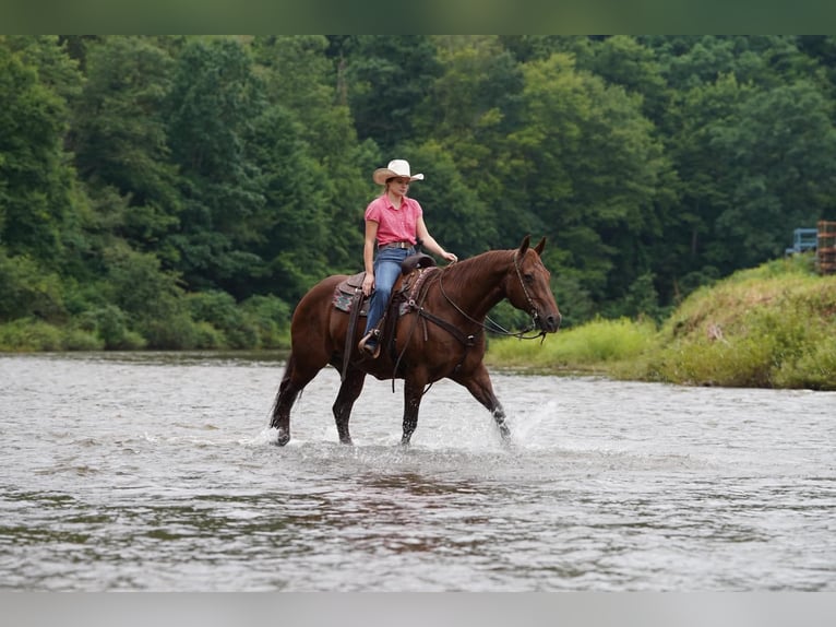 American Quarter Horse Wallach 14 Jahre Dunkelfuchs in Clarion