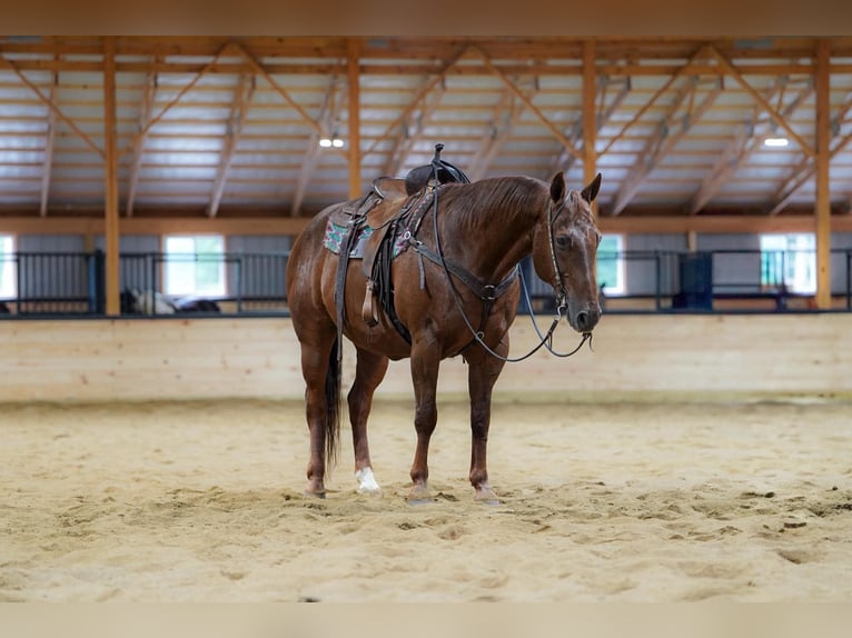 American Quarter Horse Wallach 14 Jahre Dunkelfuchs in Clarion