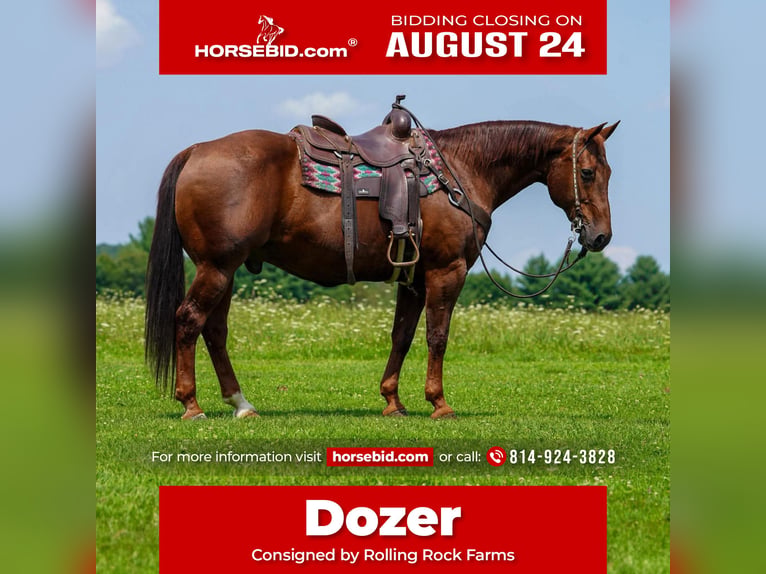 American Quarter Horse Wallach 14 Jahre Dunkelfuchs in Clarion