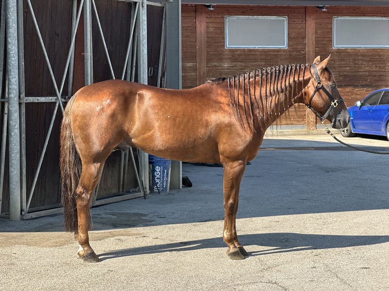 American Quarter Horse Wallach 14 Jahre Dunkelfuchs in Trento