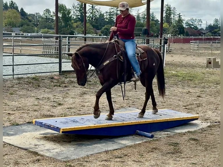American Quarter Horse Wallach 14 Jahre Dunkelfuchs in Bitterwater CA