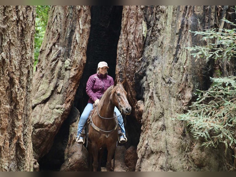 American Quarter Horse Wallach 14 Jahre Dunkelfuchs in Bitterwater CA