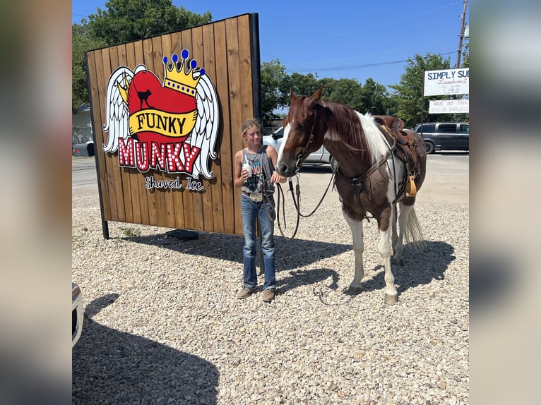 American Quarter Horse Wallach 14 Jahre Dunkelfuchs in Lipan TX
