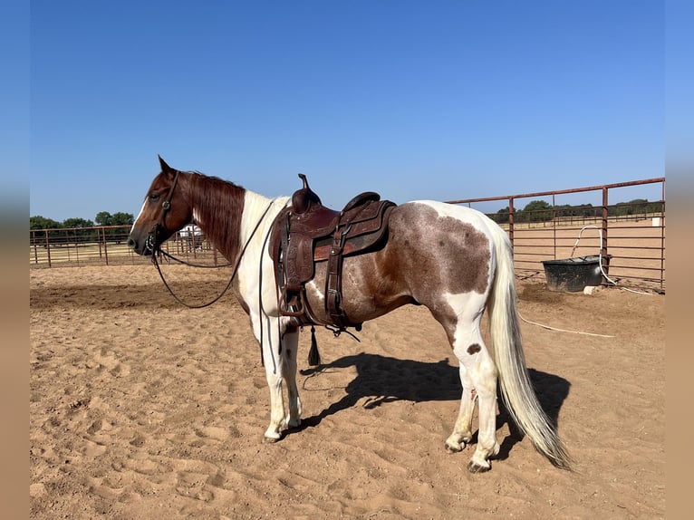 American Quarter Horse Wallach 14 Jahre Dunkelfuchs in Lipan TX