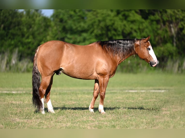 American Quarter Horse Wallach 14 Jahre Falbe in Mount Vernon