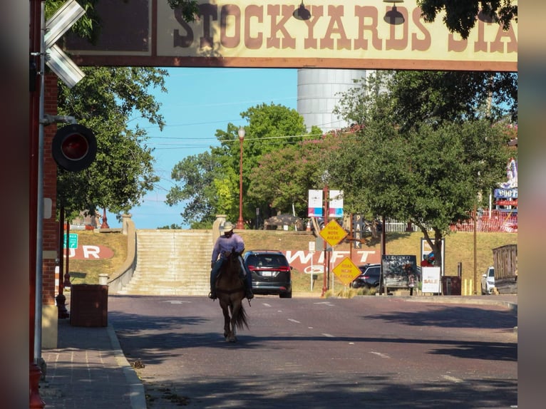 American Quarter Horse Wallach 14 Jahre Falbe in Stephenville TX