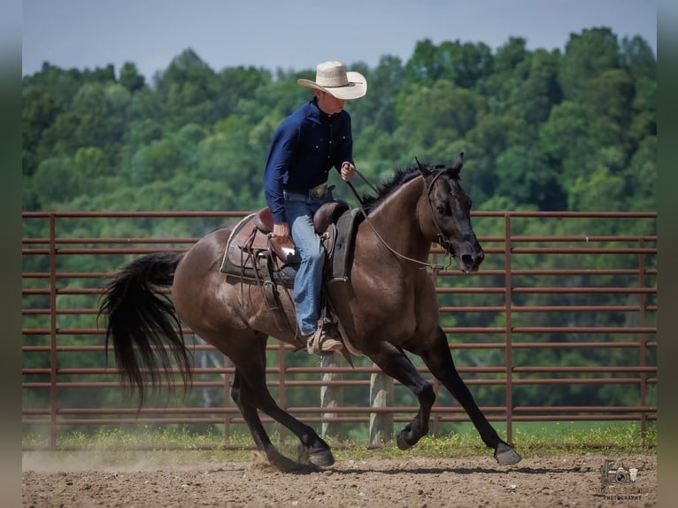 American Quarter Horse Wallach 14 Jahre Grullo in Auburn