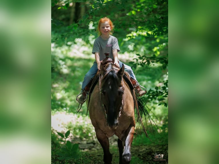 American Quarter Horse Wallach 14 Jahre Grullo in Auburn