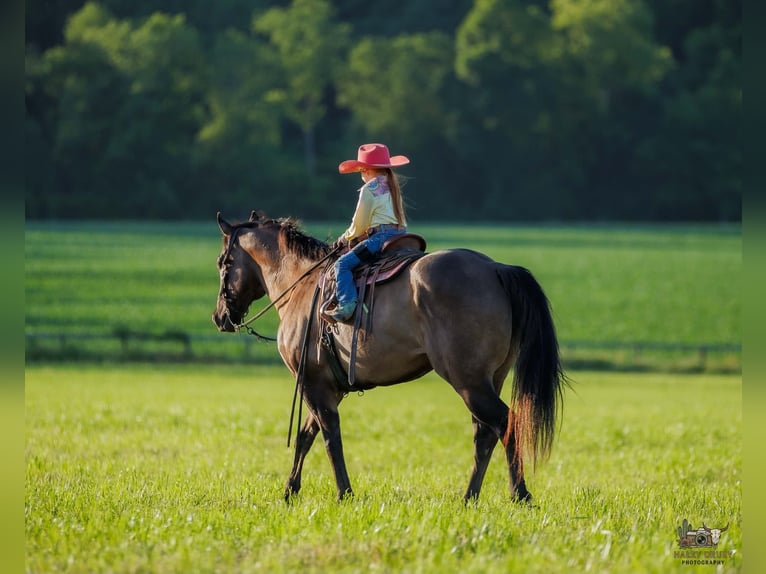 American Quarter Horse Wallach 14 Jahre Grullo in Auburn