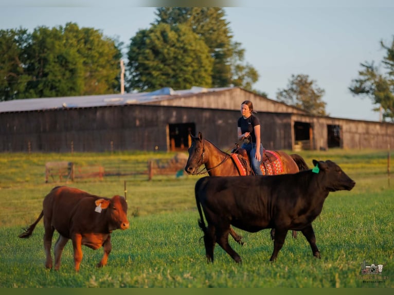 American Quarter Horse Wallach 14 Jahre Grullo in Auburn