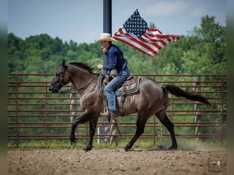 American Quarter Horse Wallach 14 Jahre Grullo in Auburn