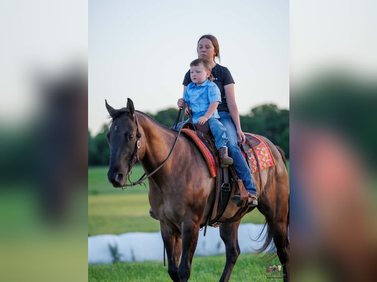 American Quarter Horse Wallach 14 Jahre Grullo in Auburn
