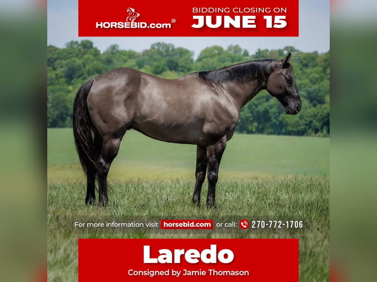 American Quarter Horse Wallach 14 Jahre Grullo in Auburn