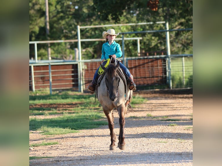 American Quarter Horse Wallach 14 Jahre Grullo in Stephenville TX