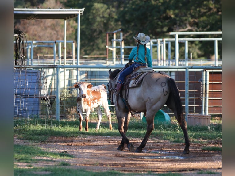 American Quarter Horse Wallach 14 Jahre Grullo in Stephenville TX