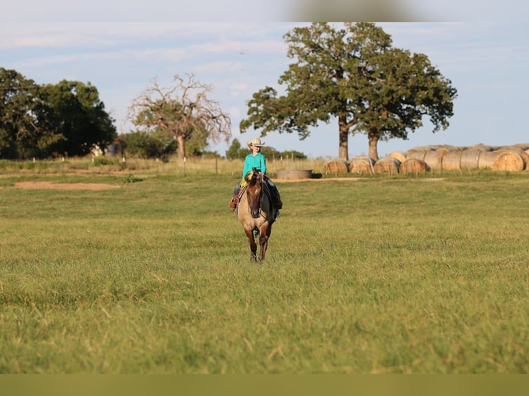American Quarter Horse Wallach 14 Jahre Grullo in Stephenville TX