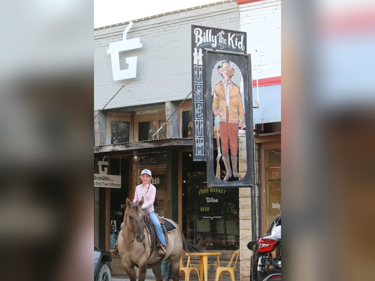 American Quarter Horse Wallach 14 Jahre Grullo in Stephenville TX