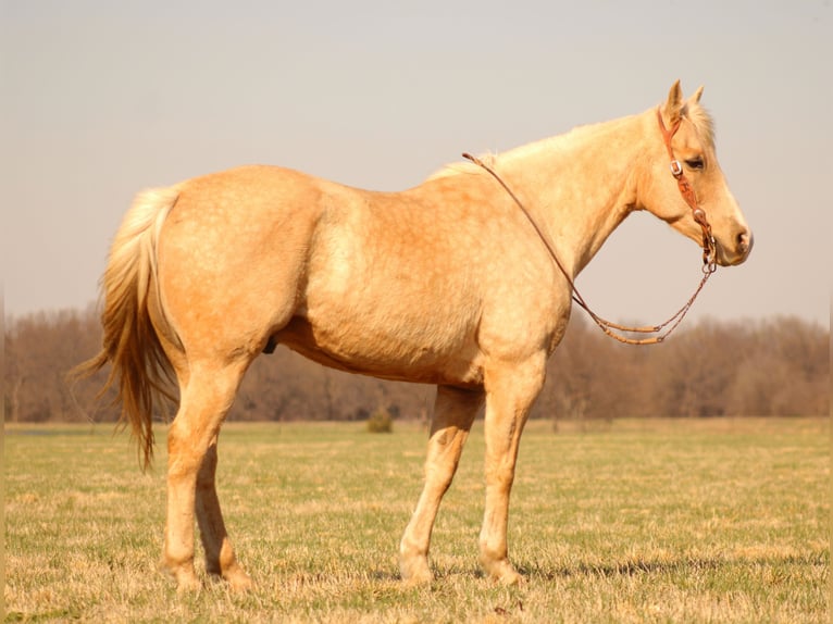 American Quarter Horse Wallach 14 Jahre Palomino in Baxter Springs