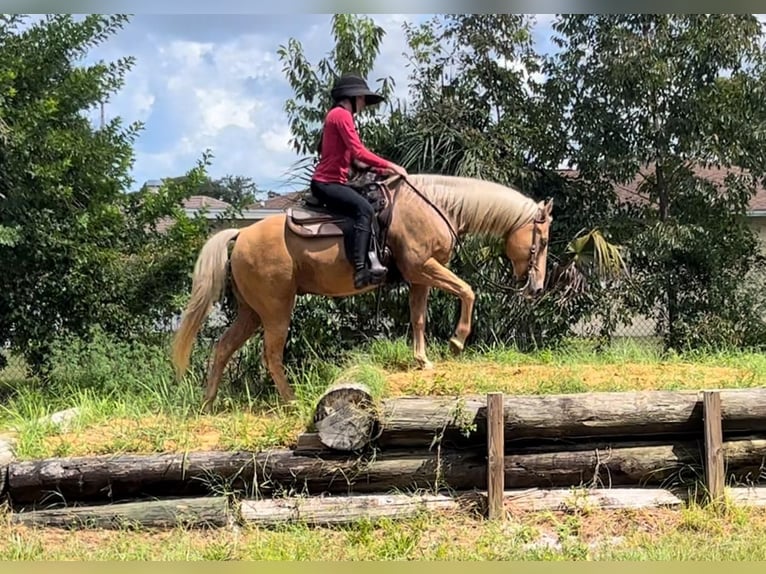 American Quarter Horse Mix Wallach 14 Jahre Palomino in Brooksville, FL