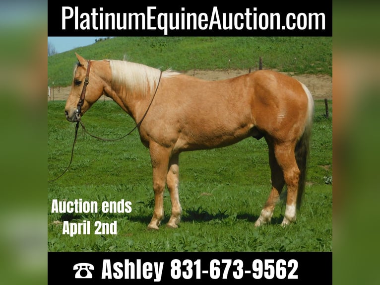American Quarter Horse Wallach 14 Jahre Palomino in Paicines CA