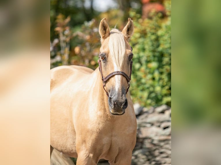 American Quarter Horse Wallach 14 Jahre Palomino in Dallas Pa