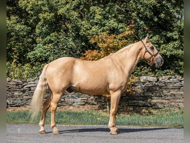 American Quarter Horse Wallach 14 Jahre Palomino in Dallas Pa