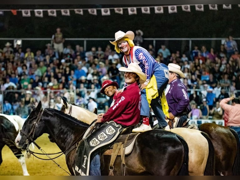 American Quarter Horse Wallach 14 Jahre Rappe in Nevis