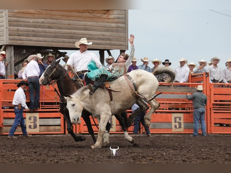 American Quarter Horse Wallach 14 Jahre Rappe in Nevis
