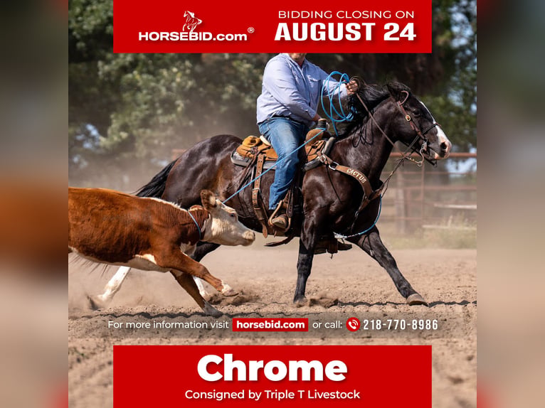 American Quarter Horse Wallach 14 Jahre Rappe in Nevis
