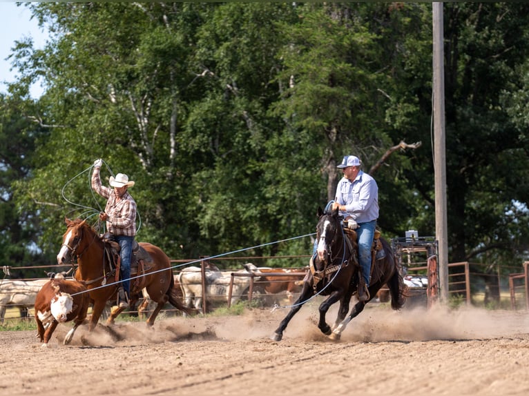 American Quarter Horse Wallach 14 Jahre Rappe in Nevis