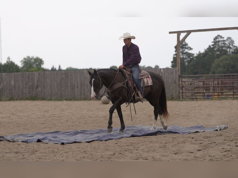 American Quarter Horse Wallach 14 Jahre Rappe in Nevis