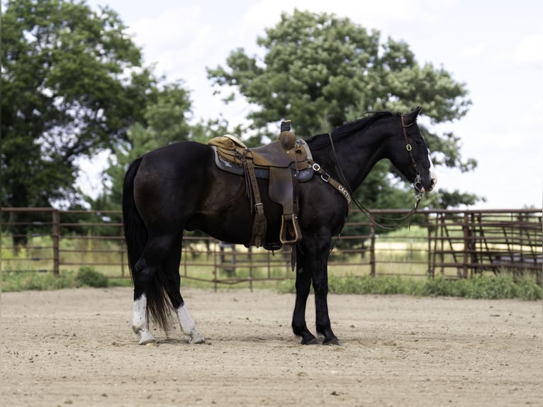 American Quarter Horse Wallach 14 Jahre Rappe in Nevis