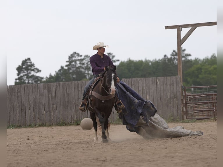 American Quarter Horse Wallach 14 Jahre Rappe in Nevis