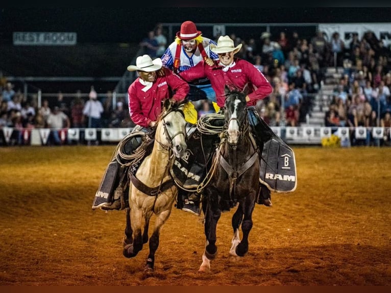 American Quarter Horse Wallach 14 Jahre Rappe in Nevis