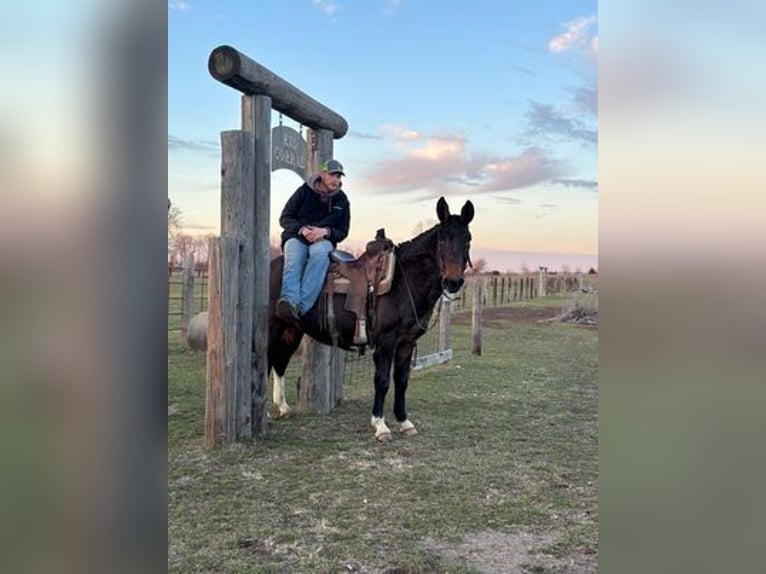 American Quarter Horse Wallach 14 Jahre Rappe in Vna Horne, IA