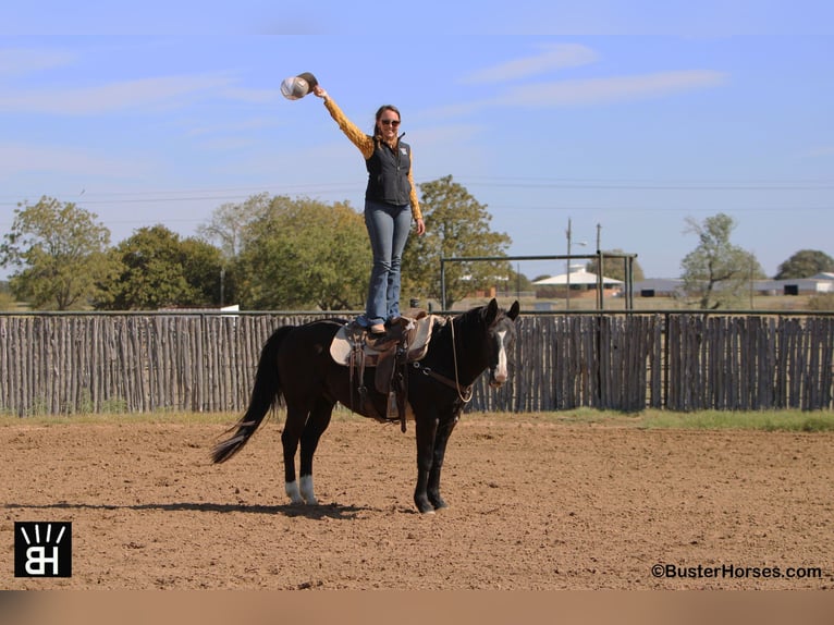 American Quarter Horse Wallach 14 Jahre Rappe in Weatherford TX
