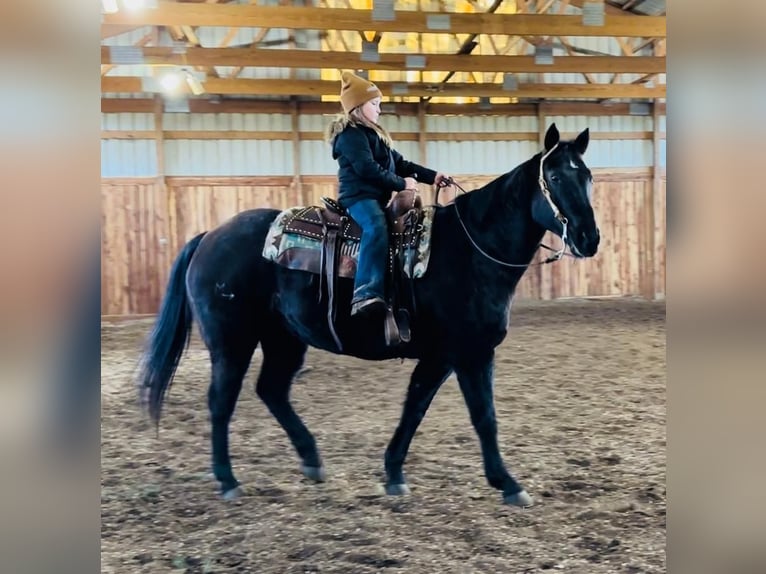 American Quarter Horse Wallach 14 Jahre Rappe in Valley Springs, SD