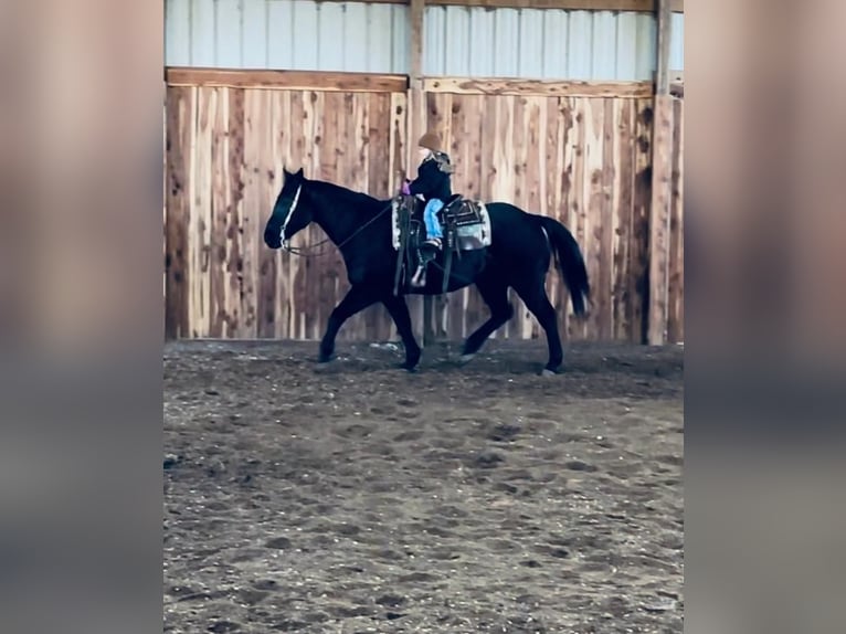 American Quarter Horse Wallach 14 Jahre Rappe in Valley Springs, SD