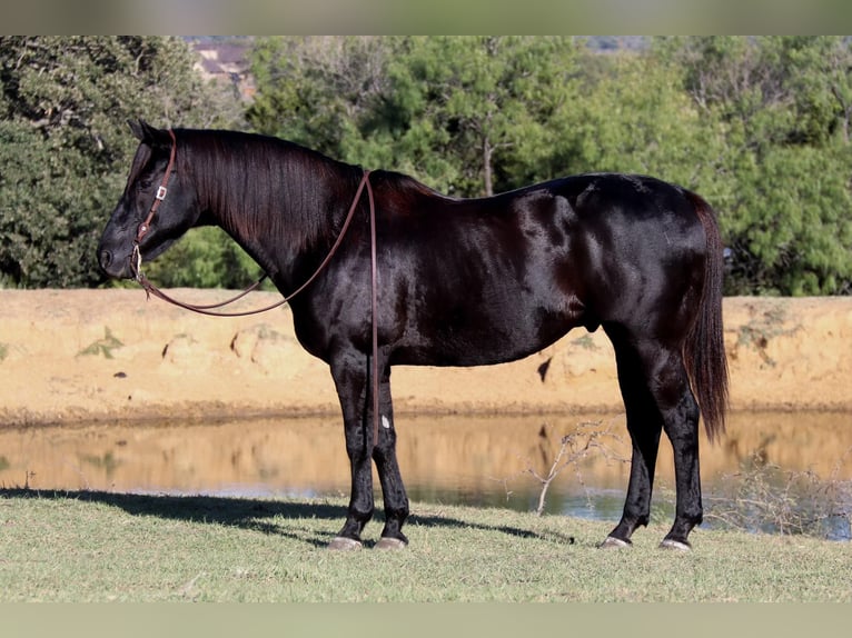 American Quarter Horse Wallach 14 Jahre Rappe in Clebourne TX