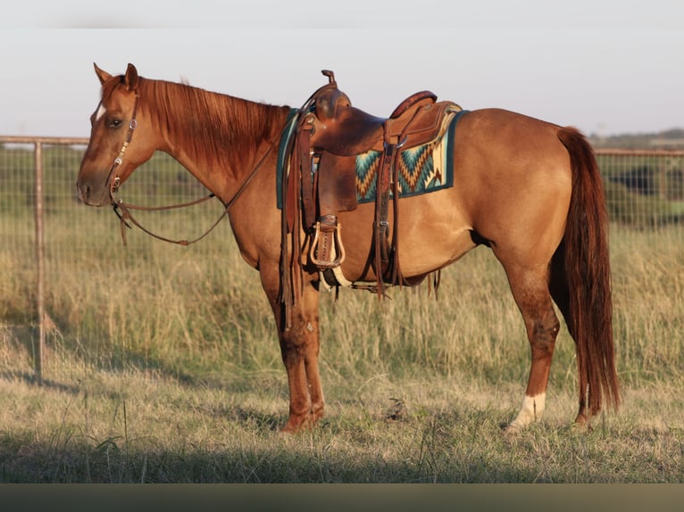 American Quarter Horse Wallach 14 Jahre Red Dun in Mineral Wells