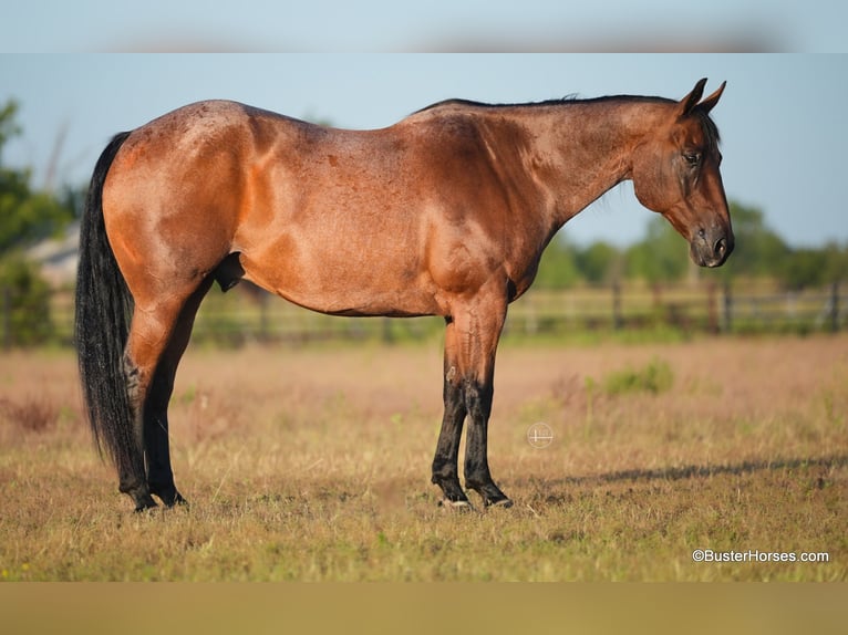 American Quarter Horse Wallach 14 Jahre Roan-Bay in Weatherford TX
