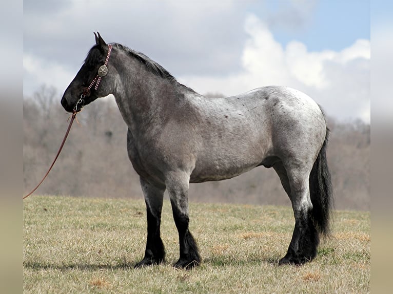 American Quarter Horse Wallach 14 Jahre Roan-Blue in Brodhead Ky