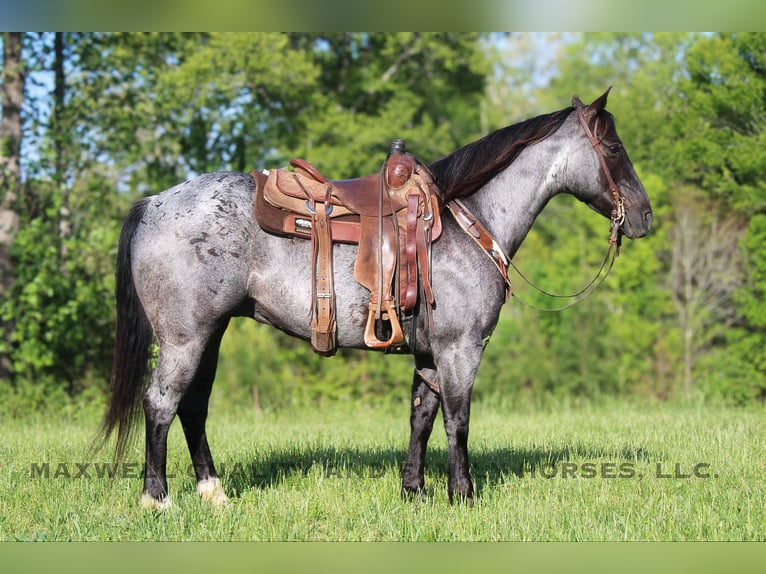 American Quarter Horse Wallach 14 Jahre Roan-Blue in Cherryville NC