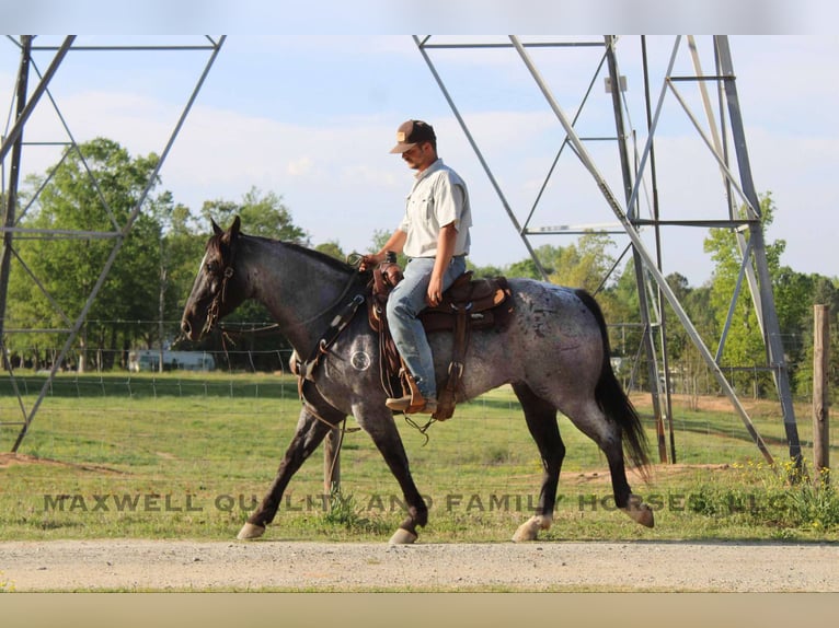 American Quarter Horse Wallach 14 Jahre Roan-Blue in Cherryville NC