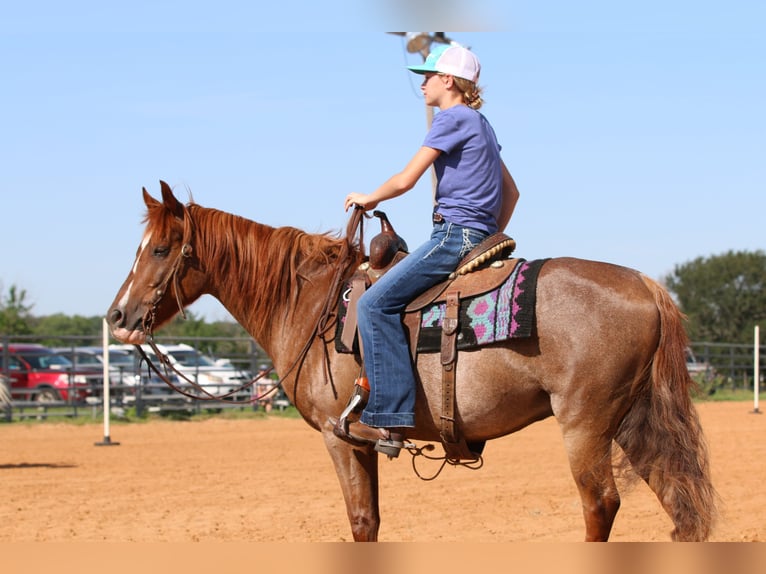 American Quarter Horse Wallach 14 Jahre Roan-Red in Stephenville TX