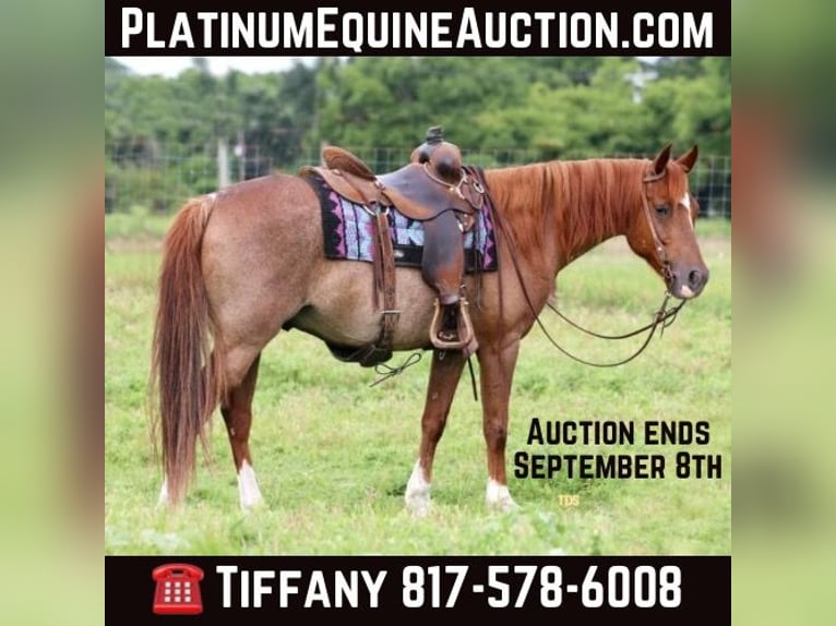 American Quarter Horse Wallach 14 Jahre Roan-Red in Stephenville TX