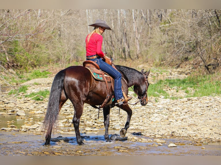 American Quarter Horse Wallach 14 Jahre Rotbrauner in Hillsboro KY